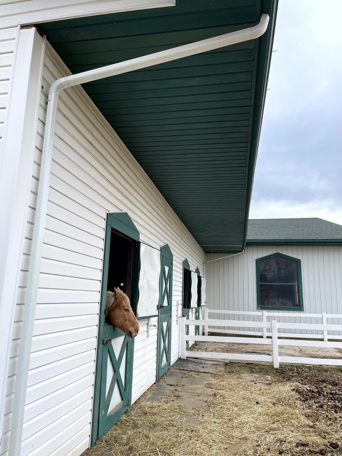 Pony peering out of a green stall door on a white barn with a white gutter system .